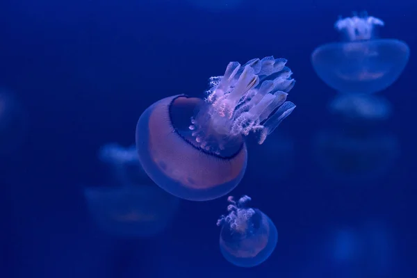 Méduses Baril Sous Eau Dans Fond Bleu Profond — Photo