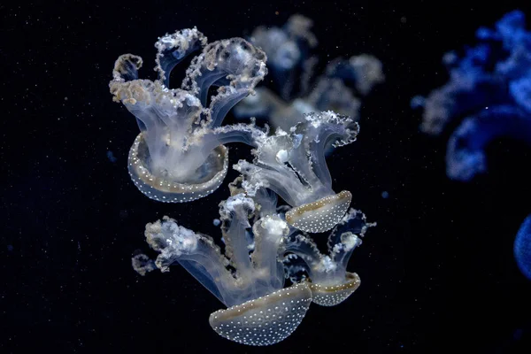 白斑水母在水下近距离活动 — 图库照片