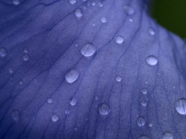 Yağmurdan sonra kurbağalı iris çiçeği makroyu kapat