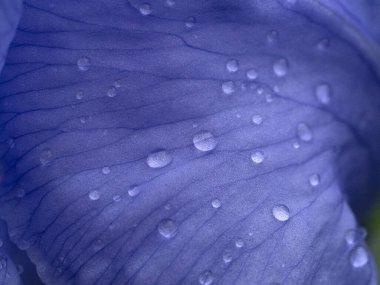 Yağmurdan sonra kurbağalı iris çiçeği makroyu kapat