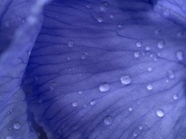 Yağmurdan sonra kurbağalı iris çiçeği makroyu kapat