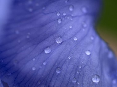 Yağmurdan sonra kurbağalı iris çiçeği makroyu kapat