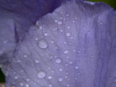 Yağmurdan sonra kurbağalı iris çiçeği makroyu kapat