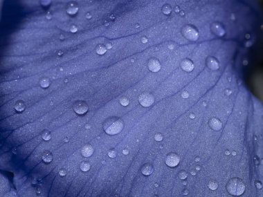 Yağmurdan sonra kurbağalı iris çiçeği makroyu kapat