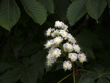  At kestanesi ağacı çiçeği detayı makroyu kapatın