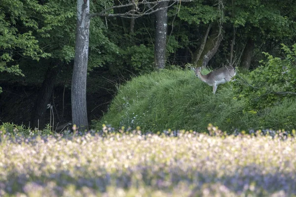 Fallow Deer Green Forest Background Portrait Flower Field — Stock Photo, Image