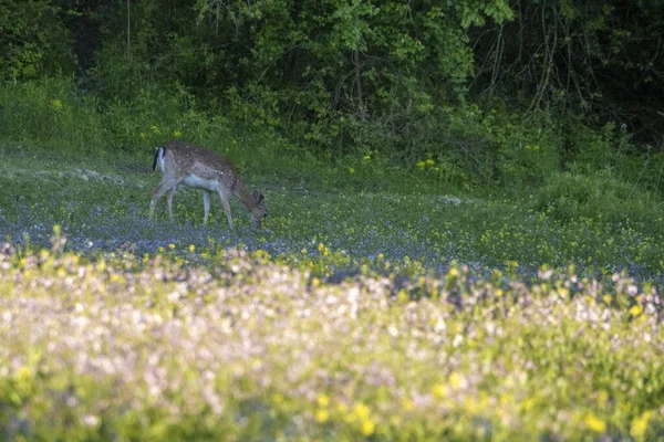 Fallow Deer Green Forest Background Portrait Flower Field — Stock Photo, Image