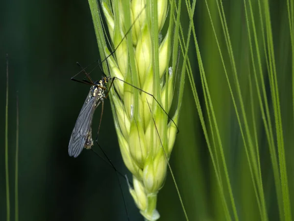 Wheat Insect Close Macro Detail — Stock Photo, Image