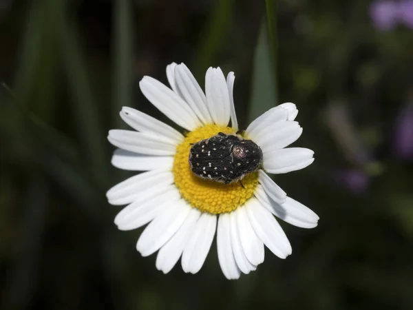Detalhe Bug Close Macro Flor Margarida — Fotografia de Stock