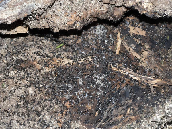 Mrówki Wewnątrz Mrowisko Drewnie Zamknąć Makro — Zdjęcie stockowe