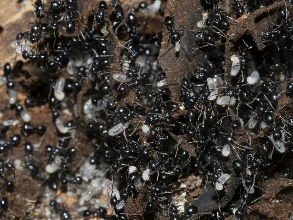 Ants Anthill Wood Close Macro — Stock Photo, Image