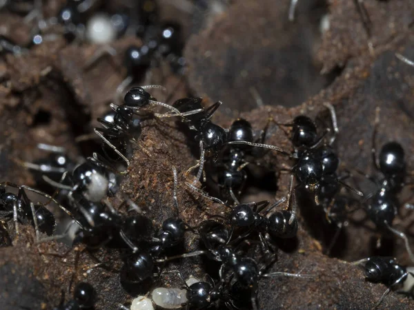 Semut Dalam Sarang Semut Hutan Menutup Makro — Stok Foto