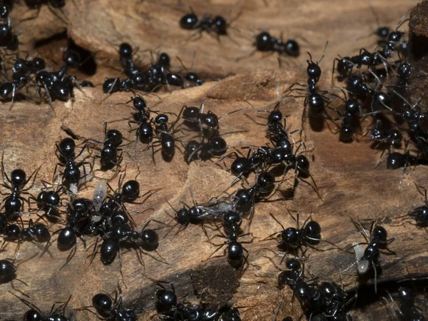 Semut Dalam Sarang Semut Hutan Menutup Makro — Stok Foto
