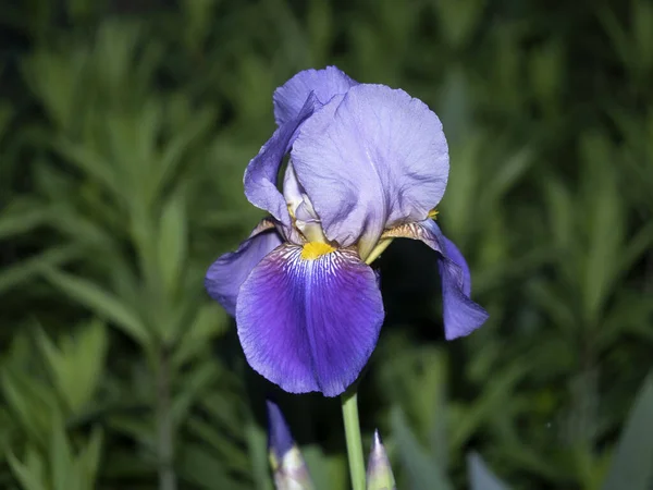 Irys Kwiat Frops Deszczu Zbliżenie Makro — Zdjęcie stockowe