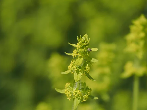 Cruciata Laevipes Planta Aislada Sobre Fondo Verde —  Fotos de Stock