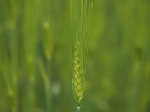 Yeşil Buğday Artışı Tarla Makrosu Üzerinde Izole Edildi — Stok fotoğraf