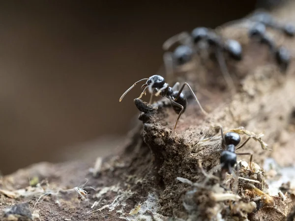 Myror Inuti Myrstacken Träet Närbild Makro — Stockfoto