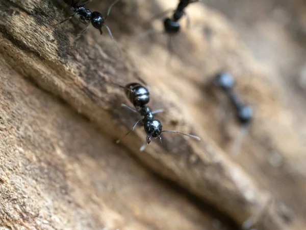 Ants Anthill Wood Close Macro — Stock Photo, Image