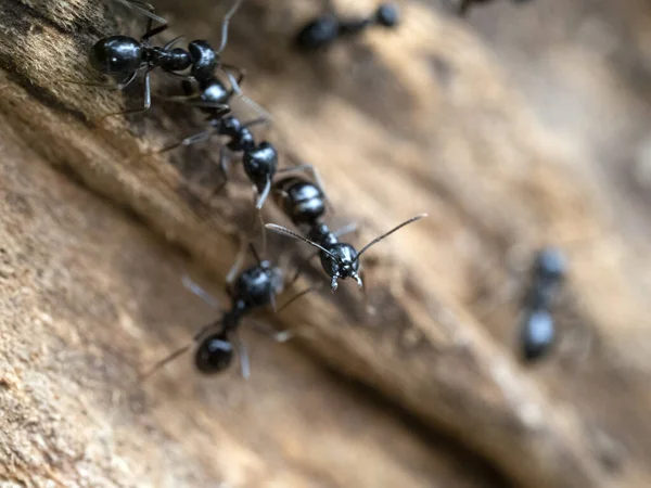 Ants Anthill Wood Close Macro — Stock Photo, Image