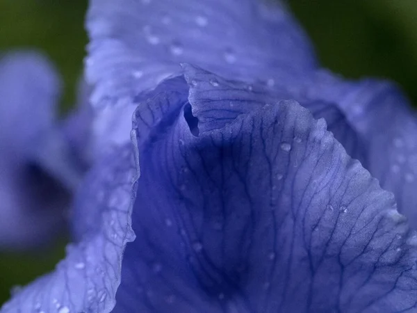 Iris Bloem Met Frops Regen Close Macro — Stockfoto