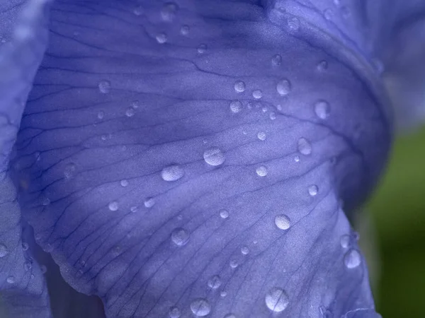 Iris Blomma Med Örter Efter Regnet Närbild Makro — Stockfoto