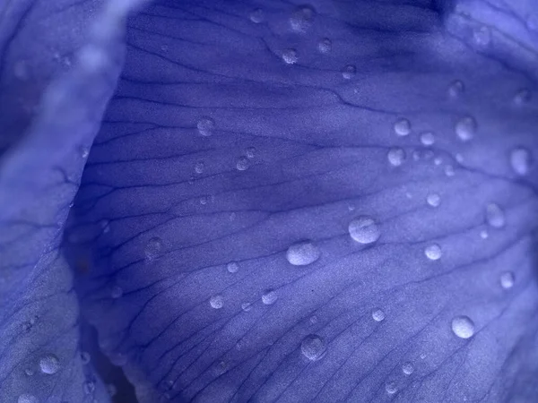 Yağmurdan sonra kurbağalı iris çiçeği makroyu kapat