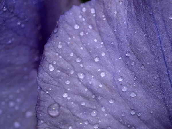 Iris Blomma Med Örter Efter Regnet Närbild Makro — Stockfoto