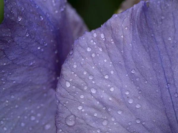 Iris Blomma Med Örter Efter Regnet Närbild Makro — Stockfoto