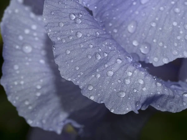 Iris Blomma Med Örter Efter Regnet Närbild Makro — Stockfoto