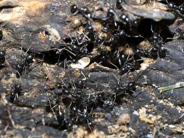 Fourmis Intérieur Fourmilière Dans Bois Fermer Macro — Photo