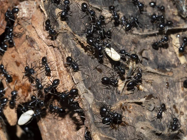 Ants Anthill Wood Close Macro — Stock Photo, Image