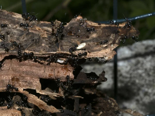 Ants Anthill Wood Close Macro — Stock Photo, Image