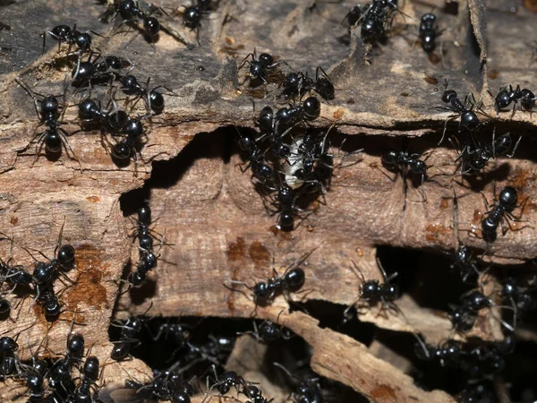 Ants Anthill Wood Close Macro — Stock Photo, Image