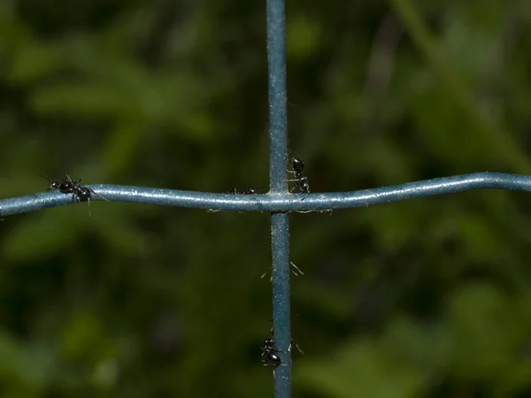 Mrówki Ogrodzeniu Żelaza Zbliżenie Makro — Zdjęcie stockowe