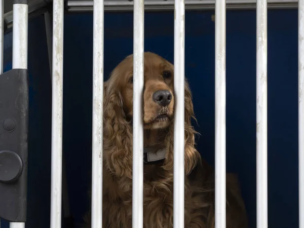 Caged Cocker Spaniel Dog Looking You — Stock fotografie