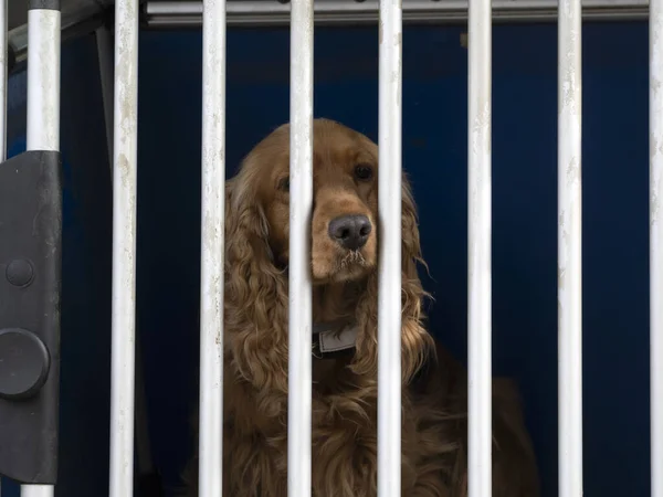 Caged Cocker Spaniel Dog Looking You — Stock fotografie