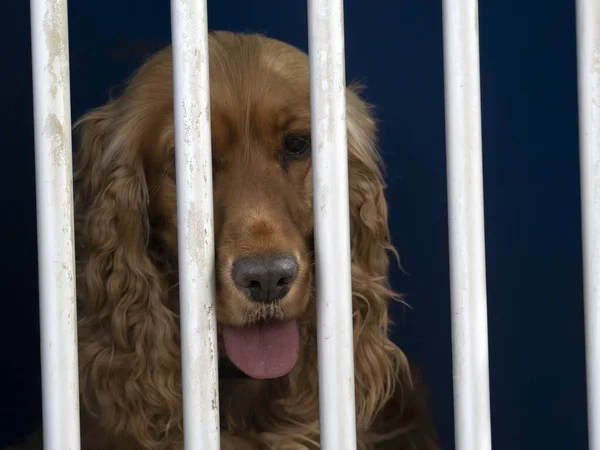 Caged Cocker Spaniel Dog Looking You — Stock fotografie
