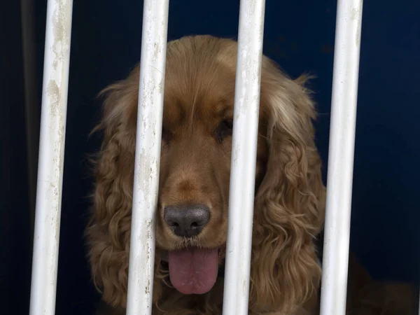 Caged Cocker Spaniel Dog Looking You — Stock fotografie