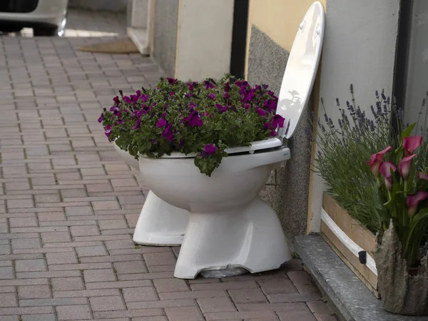 Tuvaletin Içindeki Çiçekler — Stok fotoğraf