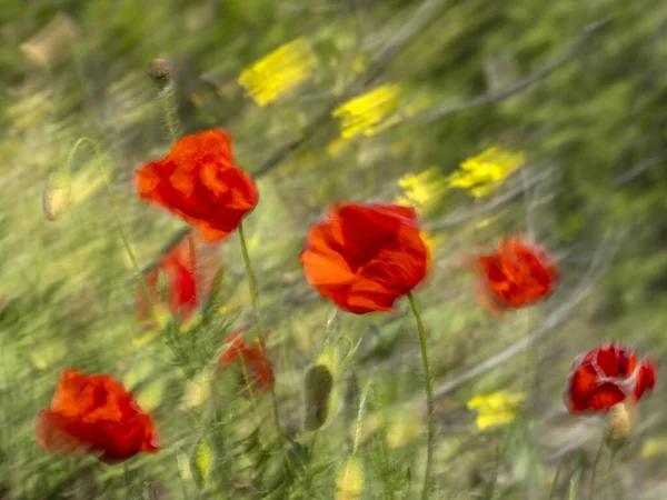 Campo Flores Papoula Vermelho Movido Pelo Vento — Fotografia de Stock