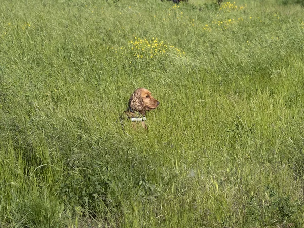 Felice Inglese Cocker Spaniel Mentre Gioca Nell Erba — Foto Stock