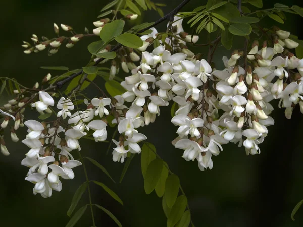 Árbol Acacia Detalle Flor Blanca Cerca —  Fotos de Stock