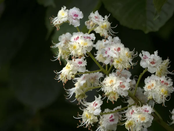 향나무꽃은 매크로 가까이에 — 스톡 사진