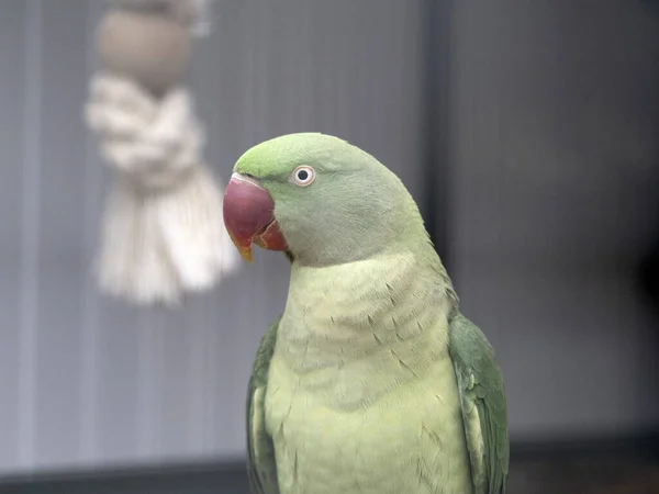 Papagaio Verde Africano Retrato Pássaro Uma Gaiola — Fotografia de Stock