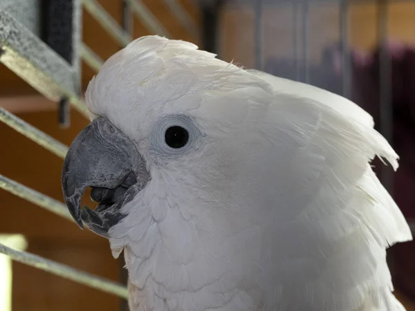 Cacatua Madár Ketrecben Részletesen — Stock Fotó