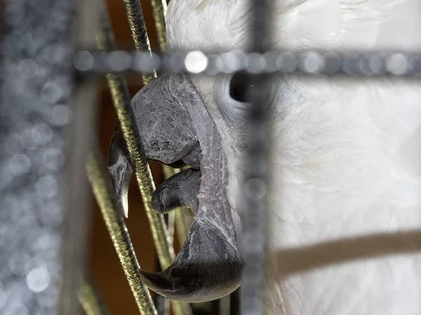 Cacatua Pájaro Una Jaula Detalle — Foto de Stock