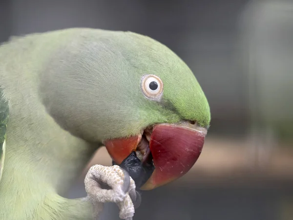 Papagaio Verde Africano Retrato Pássaro Uma Gaiola — Fotografia de Stock