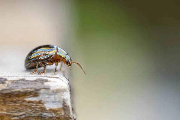 Chrysolina Yeşil Metalik Böcek Makroyu Kapat — Stok fotoğraf