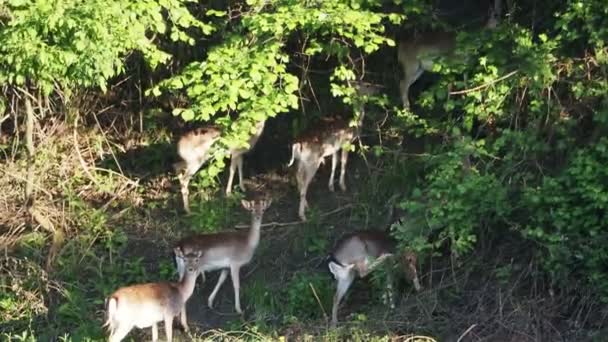 Jachère Cerf Sur Fond Forêt Verte Portrait Champ Fleurs — Video