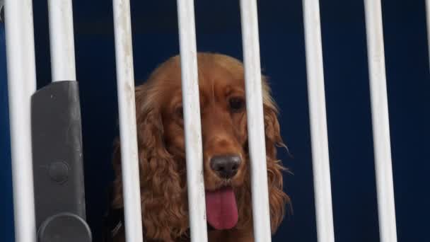 Caged Cocker Spaniel Dog Looking You — Stock video